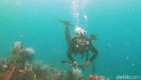 Para penyelam dapat menemui berbagai jenis ikan yang sebelumnya sangat jarang ditemukan. Ikan-ikan yang berwarna warni itu tampak di kedalaman 4 meter di sekitar terumbu karang. Kalau beruntung, bisa ketemu hiu tutul juga di sini (Suriyatman/detikTravel)
