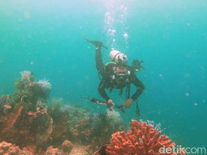 Jumpa Hiu Tutul di Bawah Laut Kalimantan Timur