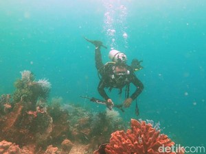 Jumpa Hiu Tutul di Bawah Laut Kalimantan Timur