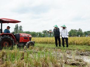 Cara Sumsel Genjot Hasil Pertanian untuk Jadi Lumbung Pangan Nasional