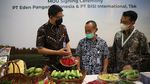 Upaya Meningkatkan Produksi Cabai Berkualitas