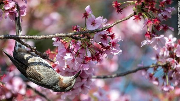Bunga Sakura Jepang 2021