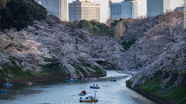 Bunga Sakura Jepang 2021