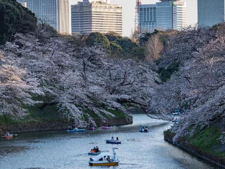 Potret Langka Bunga Sakura Jepang Mekar Lebih Awal dalam 1.200 Tahun