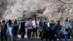 Potret Langka Bunga Sakura Jepang Mekar Lebih Awal dalam 1.200 Tahun