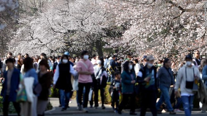 Bunga Sakura Jepang 2021