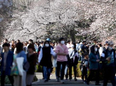Bunga Sakura Jepang Mekar Terlalu Awal dalam 1.200 Tahun