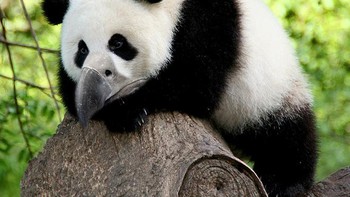 Panda juga ikut punya paruh burung. Foto: sadanduseless