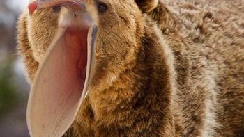 Paruh burung pelikan. Foto: sadanduseless