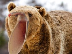 Penampakan Beruang Jika Punya Paruh Burung