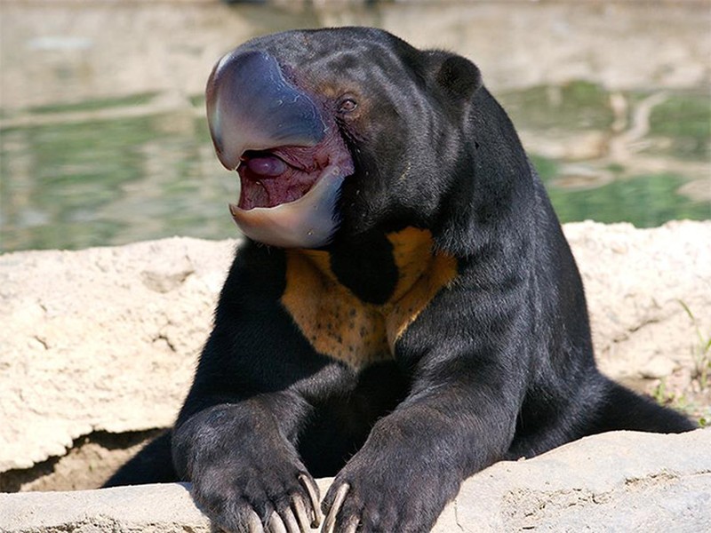 fotoinet beruang edit paruh burung