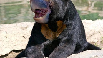 Beruang dengan paruh burung. Foto: sadanduseless