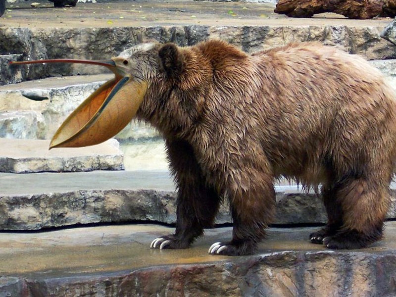 fotoinet beruang edit paruh burung