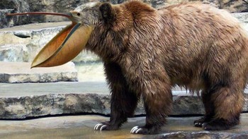 Lagi-lagi paruh burung pelikan. Foto: sadanduseless