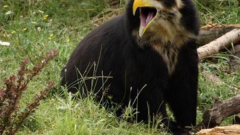 Paruh burung rajawali. Foto: sadanduseless