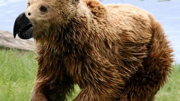 Paruh burung beo. Foto: sadanduseless