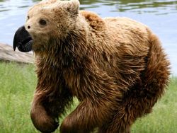 Penampakan Beruang Jika Punya Paruh Burung