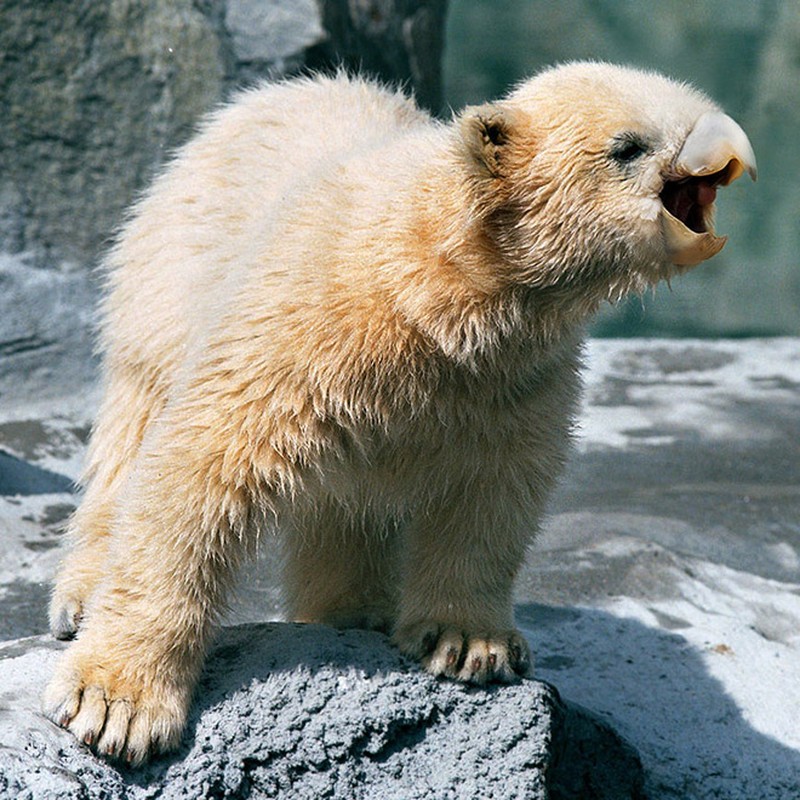 fotoinet beruang edit paruh burung