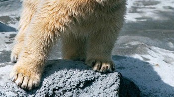 Beruang unggas. Foto: sadanduseless