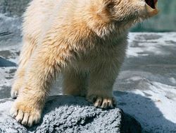 Penampakan Beruang Jika Punya Paruh Burung