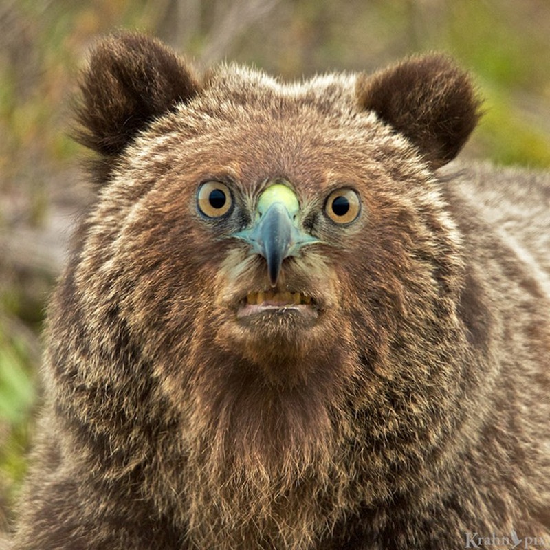 fotoinet beruang edit paruh burung