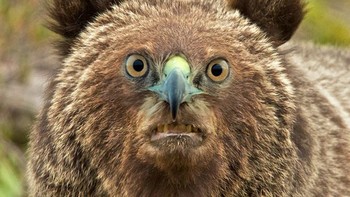 Begini wajah beruang diganti wajah burung elang. Foto: sadanduseless