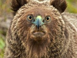 Penampakan Beruang Jika Punya Paruh Burung