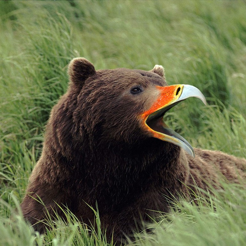 fotoinet beruang edit paruh burung