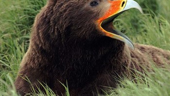 Jeni beruang cokelat dengan paruhnya. Foto: sadanduseless