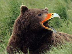 Penampakan Beruang Jika Punya Paruh Burung