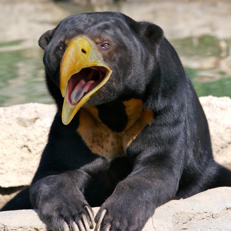 fotoinet beruang edit paruh burung