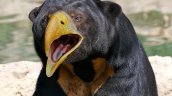 Paruh yang panjang di beruang hitam. Foto: sadanduseless