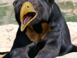 Penampakan Beruang Jika Punya Paruh Burung