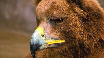 Paruh burung elang. Foto: sadanduseless