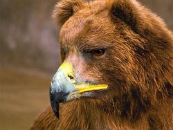 Penampakan Beruang Jika Punya Paruh Burung