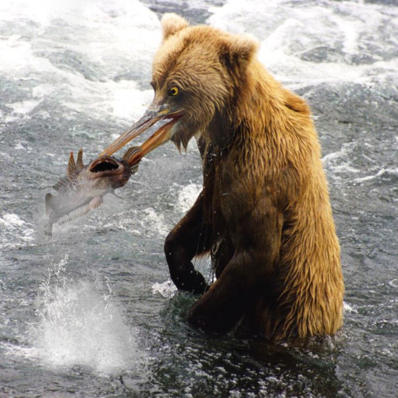 fotoinet beruang edit paruh burung