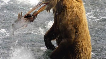 Memburu makanan pun jadi lebih cepat. Foto: sadanduseless