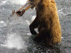 Penampakan Beruang Jika Punya Paruh Burung