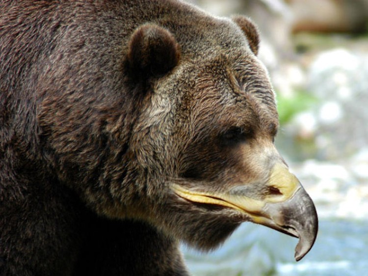 Какой нос у медведя. Медведь Гризли. Морда медведя. Медведь рычит. Разъяренный медведь.