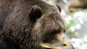 Beruang dengan paruh burung jadi tampak aneh. Foto: sadanduseless