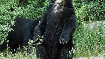 Selain paruh ada juga jengger seperti ayam jago. Foto: sadanduseless