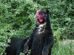 Penampakan Beruang Jika Punya Paruh Burung