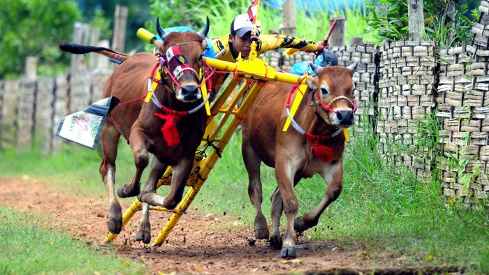 PERSIAPAN TERAKHIR JELANG KERAPAN SAPI Joki memacu sapi kerapan saat latihan terakhir menjelang kejuaraan kerapan sapi se Madura, di Desa Mortajih, Pamekasan, Jawa Timur, Rabu (7/4/2021). Kejuaraan yang dibagi menjadi dua kelompok besar dan kecil itu akan dilaksanakan pada tanggal 10-11 April 2021 mendatang, sekaligus merupakan even terakhir sebelum bulan puasa. ANTARA FOTO/Saiful Bahri/hp.
