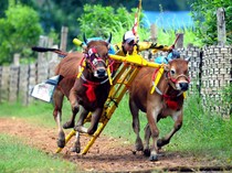 Mengenal Budaya Madura, Tradisi Unik dan Keindahan Kesenian Lokal
