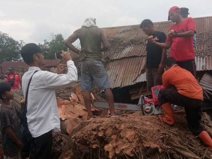 Sebuah pohon berukuran raksasa jenis jabi-jabi tumbang lalu berdiri lagi di Tanjungbalai, Sumatera Utara, hingga menewaskan seorang warga. Pohon ini akhirnya ditebang oleh Badan Penanggulangan Bencana Daerah (BPBD) Tanjungbalai.