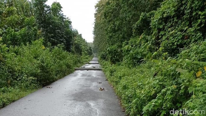 18 Tiang Listrik Roboh di Alas Purwo