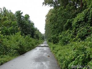 Ada 18 Tiang Listrik Roboh, Alas Purwo Mati Lampu