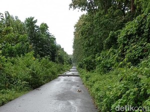 Ada 18 Tiang Listrik Roboh, Alas Purwo Mati Lampu