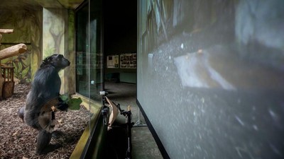 Tingkah Lucu Simpanse Nonton Layar Tancep di Ceko