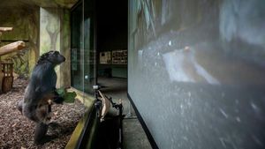 Tingkah Lucu Simpanse Nonton Layar Tancep di Ceko